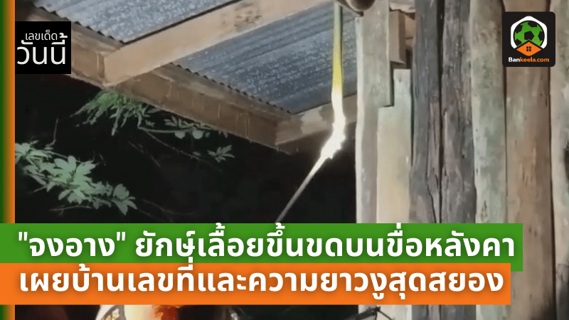 คอหวยไม่พลาด! เจอ จงอาง ยักษ์เลื้อยขึ้นขดบนขื่อหลังคา เผยบ้านเลขที่และความยาวงูสุดสยอง