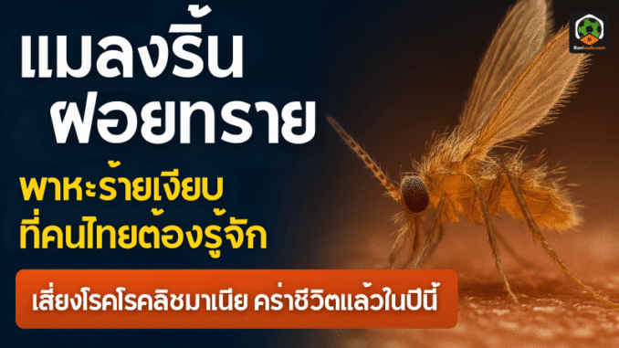 ริ้นฝอยทราย3